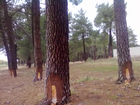 PINOS RESINADOS