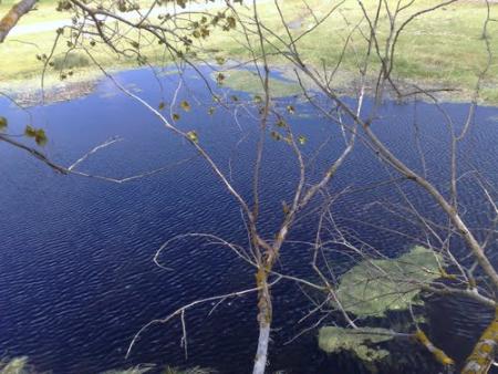 LAGUNA DESDE EL ARBOL