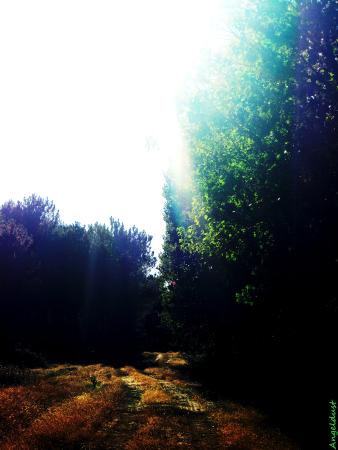camposs