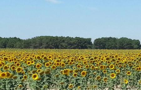 girasoles